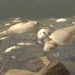 Moria di pesci nel fiume Oder, il governo polacco mette una taglia sui responsabili