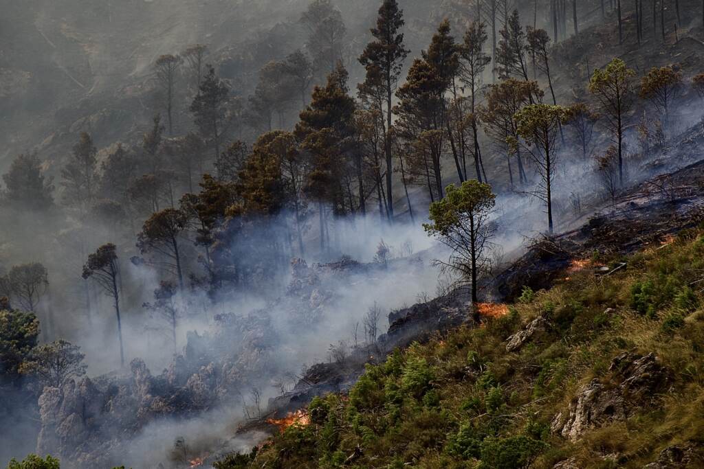 Galleria foto 'Palermo, incendio nell’area boschiva di Giacalone: a fuoco ettari di verde – FOTOGALLERY' - foto 4