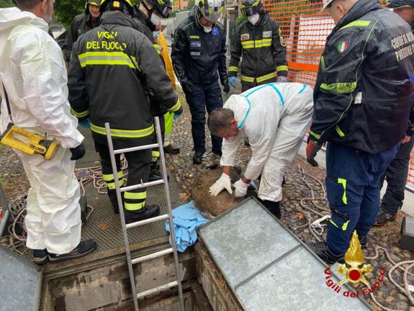 Milano: recuperato e sedato il cinghiale che nuotava nella Darsena