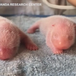 Cina, al Qinling Giant Panda Research Center nascono due cuccioli gemelli di panda