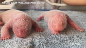 Cina, al Qinling Giant Panda Research Center nascono due cuccioli gemelli di panda