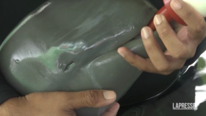 Thailand: Veterinarians care for a baby dolphin found on beach