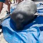 Florida, lamantino salvato da volontari torna libero in acqua