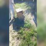 Abruzzo, liberi di spiccare il volo i giovani grifoni salvati un mese fa