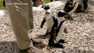 Scarpe ortopediche per le zampe di un pinguino allo zoo di San Diego