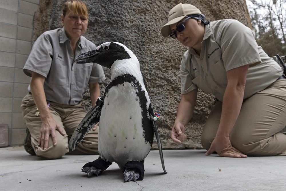 Bumblefoot alert: San Diego Zoo penguin fitted with orthopedic footwear
