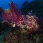 Da climate change 200 nuove specie in Mediterraneo