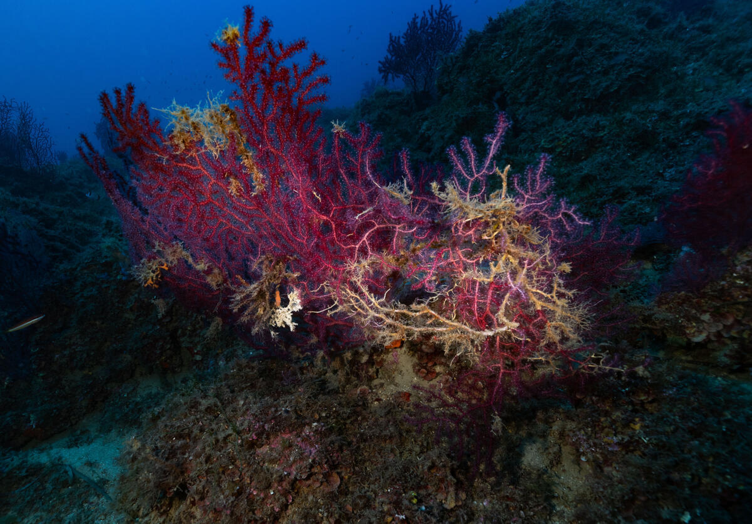 Da climate change 200 nuove specie in Mediterraneo