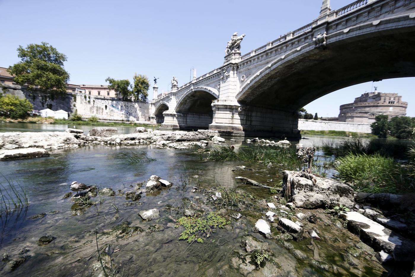 Roma, macabra scoperta nel Tevere: trovata una mucca morta in un sacco Roma, macabra scoperta nel Tevere: trovata una mucca morta in un sacco
