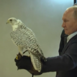 Putin, incontro ravvicinato con un falco