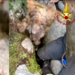 Vicenza, il salvataggio di un cane scivolato in una fenditura carsica
