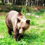 Trentino, morta l’orsa della Val di Ledro