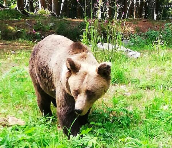 Trentino, morta l’orsa della Val di Ledro
