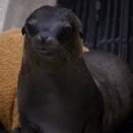 Chicago, papà e cucciolo di leone marino arrivano allo Shedd Aquarium