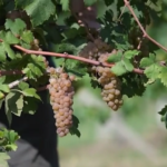 Caldo e poca pioggia, in Piemonte vendemmia in anticipo