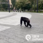 Ucraina, scimpanzé gira per le strade di Kharkiv