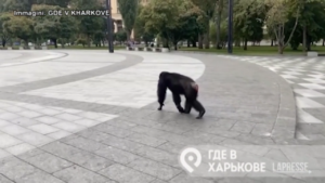 Ucraina, scimpanzé gira per le strade di Kharkiv