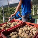 Vino: tanto caldo e poca pioggia, in Piemonte vendemmia in netto anticipo