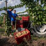Vino: tanto caldo e poca pioggia, in Piemonte vendemmia in netto anticipo
