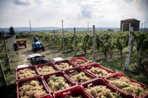 Vino: tanto caldo e poca pioggia, in Piemonte vendemmia in netto anticipo