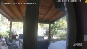 Orso fa merenda in giardino, mangia torta e poi scappa