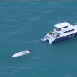 Nuova Zelanda, piccola barca urta balena: 5 morti