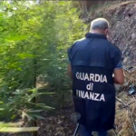Catania, sequestrata maxi-piantagione di marijuana: la vendita avrebbe fruttato un milione di euro