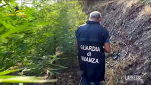 Catania, sequestrata maxi-piantagione di marijuana: la vendita avrebbe fruttato un milione di euro