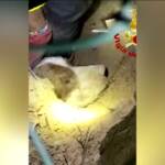 Livorno, salvata cagnolina bloccata in un condotto dell’acqua