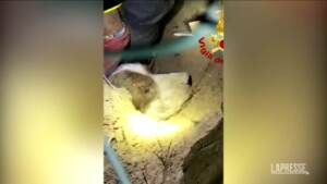 Livorno, salvata cagnolina bloccata in un condotto dell’acqua