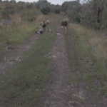 Ucraina, il recupero dei soldati caduti nelle zone liberate