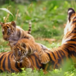 Animali, il gioco dei cuccioli di tigre allo zoo di Londra