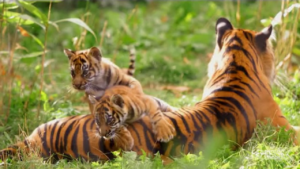 Animali, il gioco dei cuccioli di tigre allo zoo di Londra