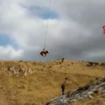 Siracusa: toro salvato da elisoccorso grazie al verricello