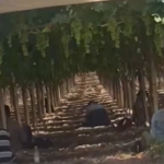 Sicilia, al lavoro nei campi per meno di 4 euro l’ora: arresti