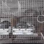 Romania, l’indagine sugli allevamenti di cincillà: “Fermare sofferenze”