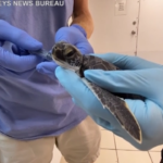 Florida, tartaruga marina salvata dopo il passaggio dell’uragano