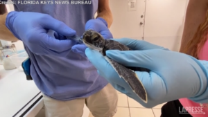 Florida, tartaruga marina salvata dopo il passaggio dell’uragano