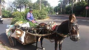 Maroc: Casablanca interdit la circulation des charrettes tirées par des animaux