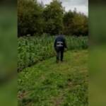 Sequestrata piantagione di marijuana su isolotto del lago di Iseo