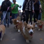 Gb: raduno di corgi davanti a Buckingham Palace in ricordo della Regina