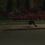 Downing Street, il gatto Larry mette in fuga una volpe