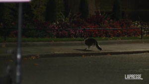 Downing Street, il gatto Larry mette in fuga una volpe