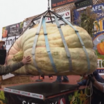 Usa, zucca da record: pesa oltre 1.100 kg