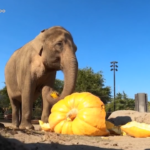 Halloween, elefanti mangiano zucche giganti
