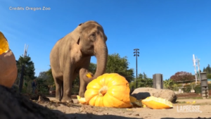 Halloween, elefanti mangiano zucche giganti