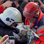 Ucraina, gattino salvato tra le macerie di Kiev