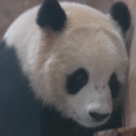 Mondiali, Cina regala al Qatar due panda giganti