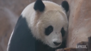 Mondiali, Cina regala al Qatar due panda giganti