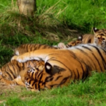 Inca, Zac e Crispin: i cuccioli di tigre nati allo zoo di Londra